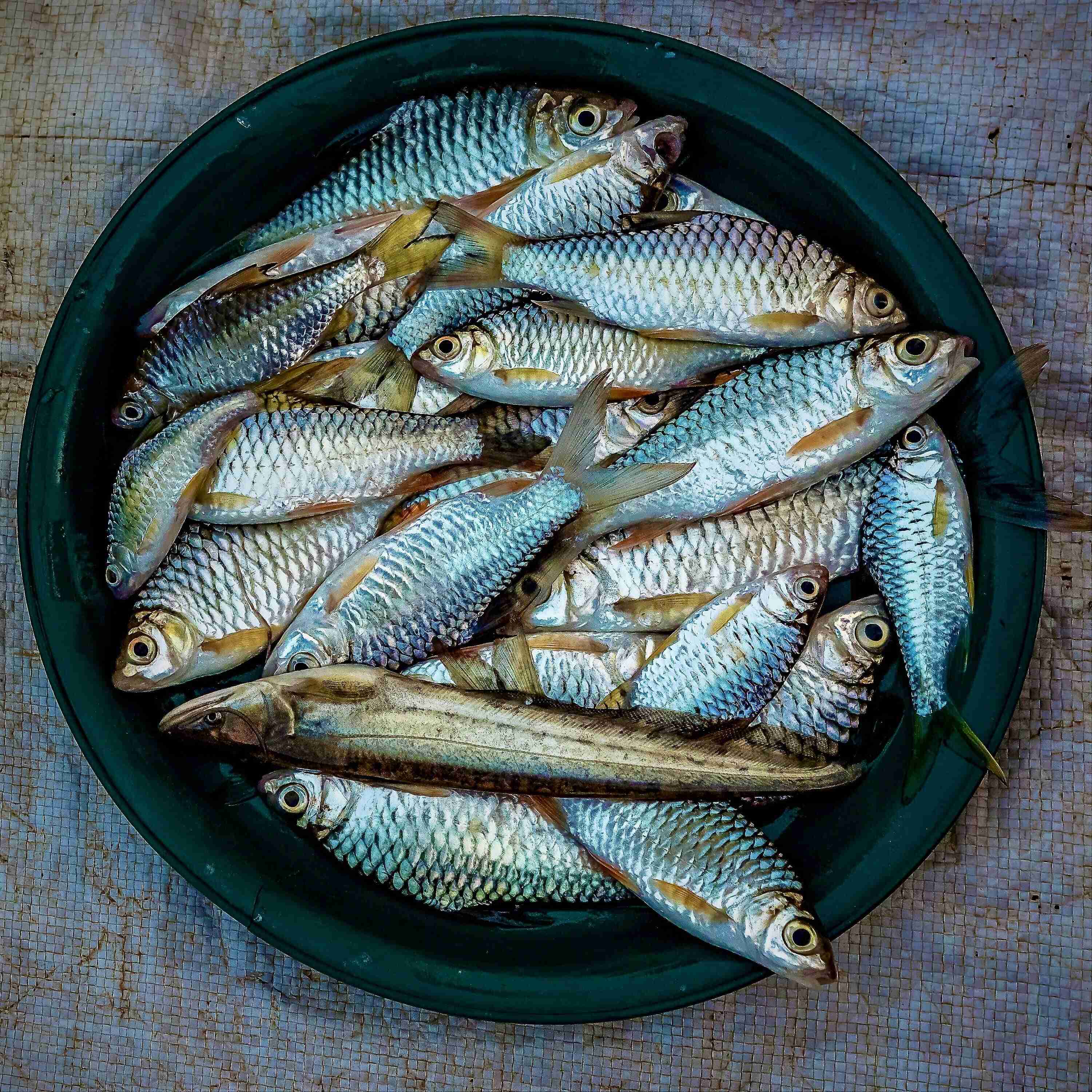 Fish